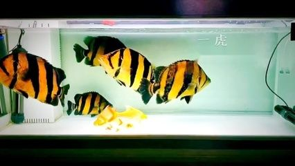 養泰國虎需要多大缸的水：養泰國虎魚需要多大缸的水 養泰國虎需要多大缸的水：養泰國虎魚需要多大缸的水 虎魚百科 第2張