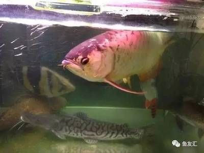 養泰國虎需要多大缸的水：養泰國虎魚需要多大缸的水 養泰國虎需要多大缸的水：養泰國虎魚需要多大缸的水 虎魚百科 第3張