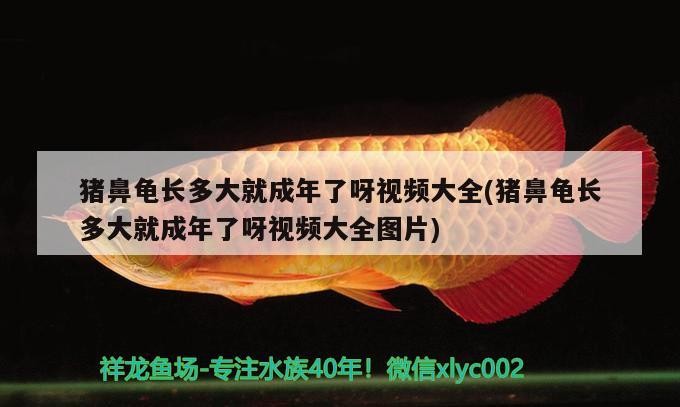 豬鼻龜長多大就成年了呀視頻大全(豬鼻龜長多大就成年了呀視頻大全圖片)
