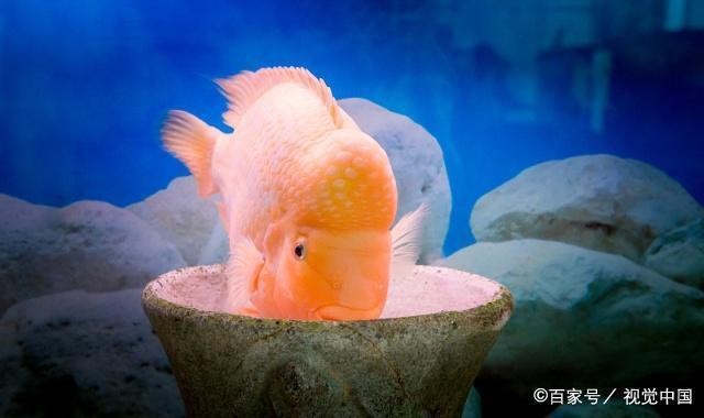 可麗愛魚缸所有型號（可麗愛魚缸所有型號圖片） 可麗愛魚缸所有型號（可麗愛魚缸所有型號圖片） iwish愛唯希品牌魚缸