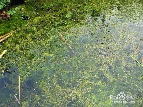 兩米魚缸水位管能隨便拔嗎？深度解析水位管的作用與操作風險