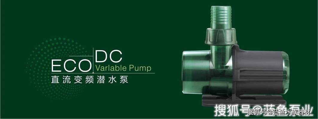 兩厘米左右的小魚尾巴是彩色的是什么？揭秘迷你觀賞魚的絢麗世界