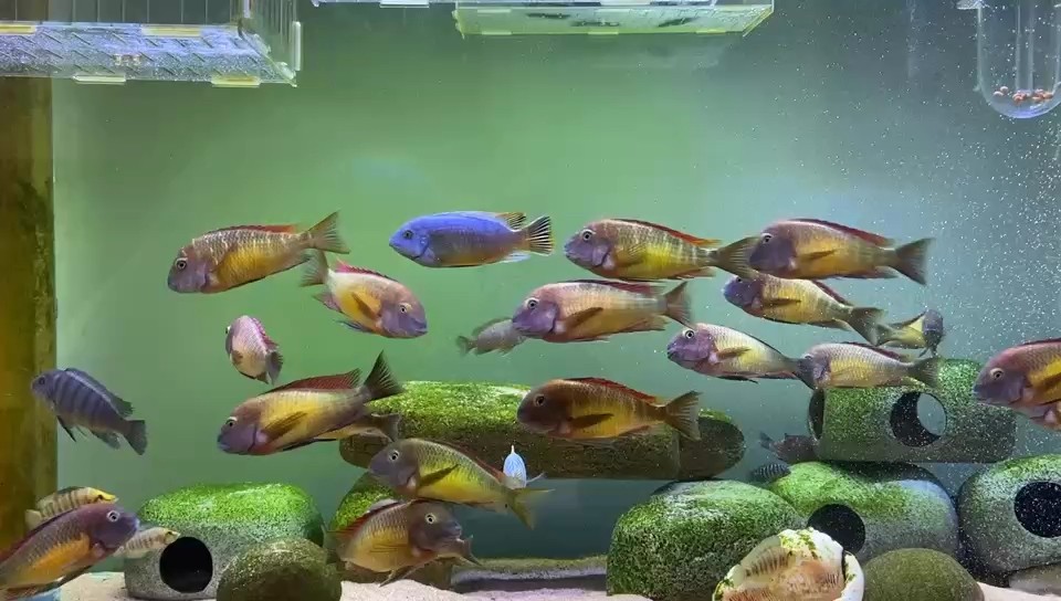 龍魚干蝦有營養嗎 紅彩虹蝴蝶 龍魚論壇 紅彩虹蝴蝶 紅彩虹蝴蝶 龍魚論壇