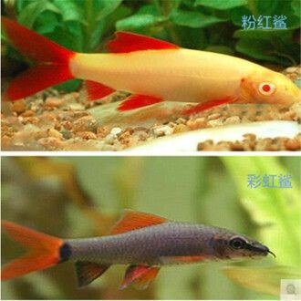 魟魚的生長周期是多少天啊：魟魚的生長周期是多少天