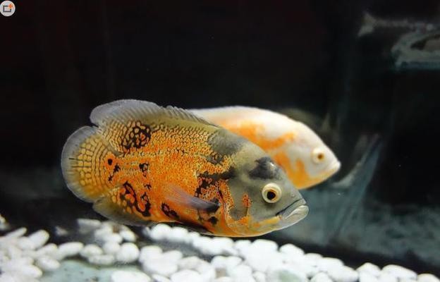 淮北賣魚缸店在哪里（淮北賣魚缸店在哪里?。?></span></p><p class=