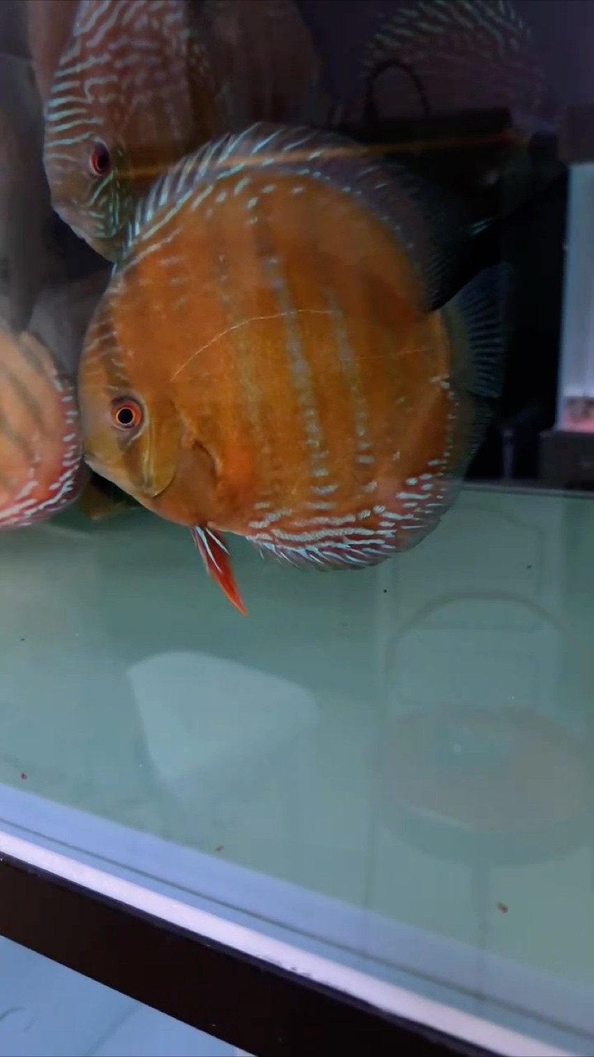 鸚鵡魚和銀龍魚混養(yǎng)怎樣喂食 新產(chǎn)季 龍魚論壇 新產(chǎn)季 新產(chǎn)季 龍魚論壇