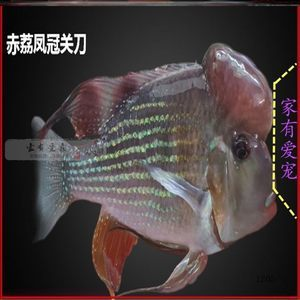 麗麗魚是兇魚還是吉魚？揭秘這種觀賞魚的特性與象征意義