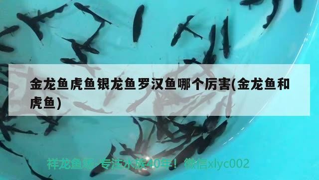伊罕250能裝多少濾材（伊罕250需要加前置過濾嗎） 伊罕250能裝多少濾材（伊罕250需要加前置過濾嗎） 伊罕水族 第2張