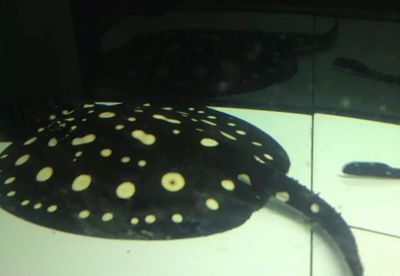 魟魚(yú)的刺怎么拔下來(lái)圖解：關(guān)于如何拔下魟魚(yú)的刺，根據(jù)搜索結(jié)果，我找到了一些相關(guān)信息 魟魚(yú)的刺怎么拔下來(lái)圖解：關(guān)于如何拔下魟魚(yú)的刺，根據(jù)搜索結(jié)果，我找到了一些相關(guān)信息 魟魚(yú)百科