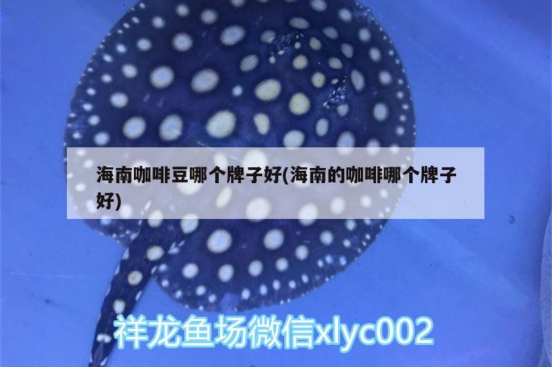 海南咖啡豆哪個牌子好(海南的咖啡哪個牌子好)