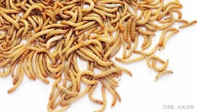 鯉魚圖片大全，高清美圖欣賞與養(yǎng)殖指南 鯉魚圖片大全，高清美圖欣賞與養(yǎng)殖指南 龍魚百科 第3張