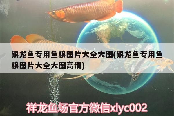銀龍魚專用魚糧圖片大全大圖(銀龍魚專用魚糧圖片大全大圖高清)