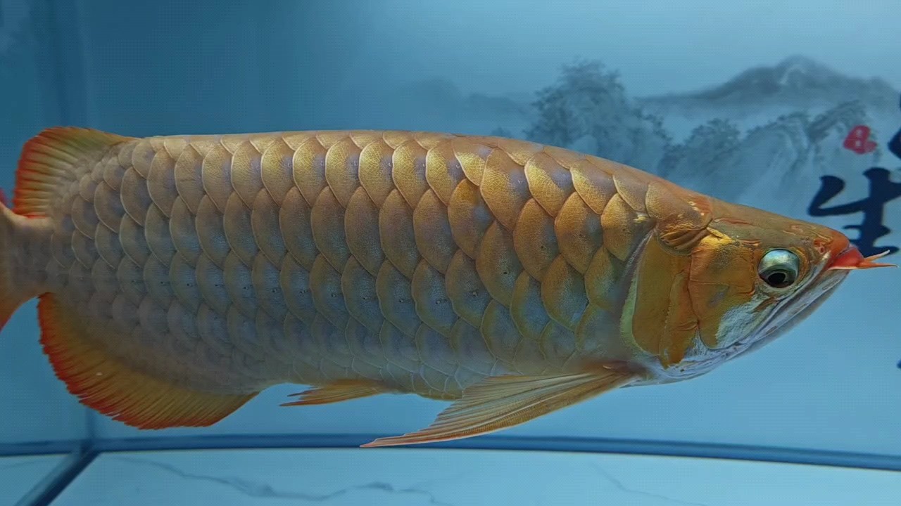 每天飽飽的[haha][haha][haha] 每天飽飽的[haha][haha][haha] 龍魚論壇