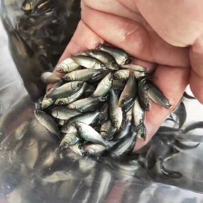 鯉魚死亡的三大原因及預防措施 鯉魚死亡的三大原因及預防措施 龍魚百科 第3張