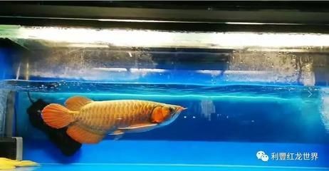 龍魚單養好還是混養好 龍魚單養好還是混養好 龍魚百科 第2張
