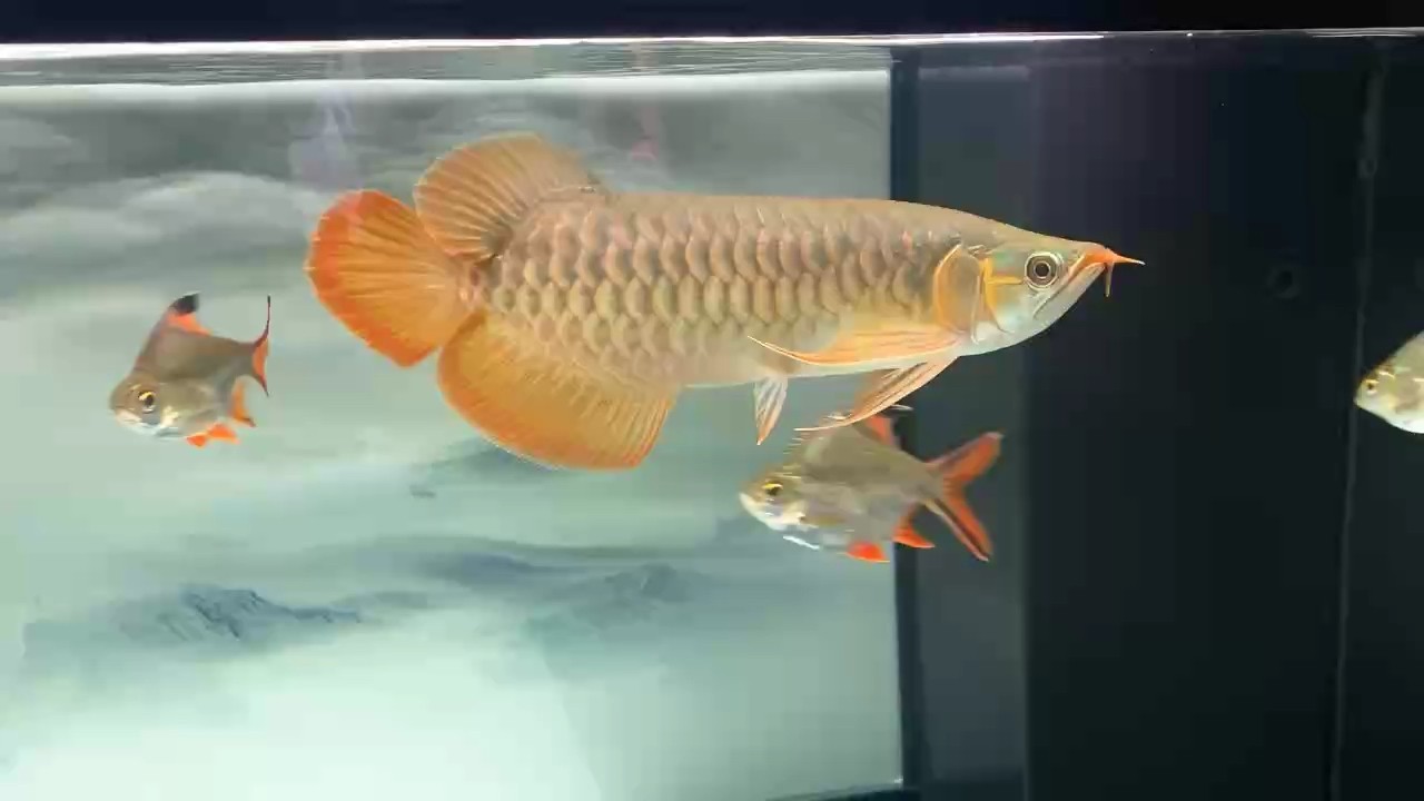 見龍發財 見龍發財 龍魚論壇
