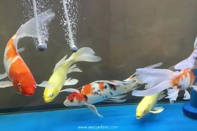 1米的魚缸養什么魚最好養:1米的魚缸適合養什么樣的魚 魚缸百科 第4張 1米的魚缸養什么魚最好養:1米的魚缸適合養什么樣的魚 1米的魚缸養什么魚最好養:1米的魚缸適合養什么樣的魚 魚缸百科 第4張