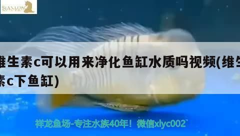 龍魚可以用維生素c嗎怎么喂vs祥龍魚場(chǎng)：如何判斷龍魚是否缺維生素c