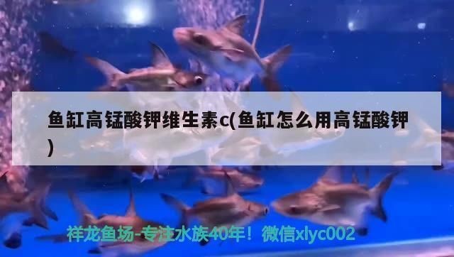龍魚可以用維生素c嗎怎么喂vs祥龍魚場：如何判斷龍魚是否缺維生素c