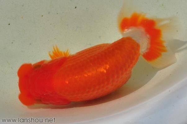 金龍魚繁殖期疾病預防技巧：金龍魚繁殖期水質管理要點，金龍魚繁殖期營養搭配建議 金龍魚繁殖期疾病預防技巧：金龍魚繁殖期水質管理要點，金龍魚繁殖期營養搭配建議 金龍魚百科 第3張