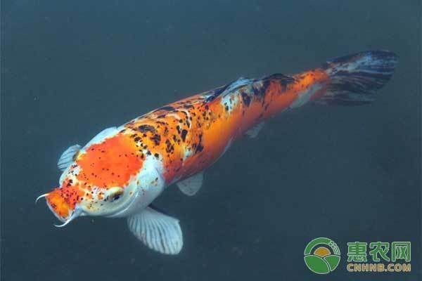 紅龍魚浮頭怎么回事是不是腸胃不好了：紅龍魚浮頭與哪些疾病有關