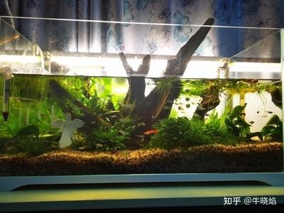 8厘米魚用多大魚缸好呢:養魚的魚缸尺寸與養魚數量的關系 魚缸百科 第4張 8厘米魚用多大魚缸好呢:養魚的魚缸尺寸與養魚數量的關系 8厘米魚用多大魚缸好呢:養魚的魚缸尺寸與養魚數量的關系 魚缸百科 第4張
