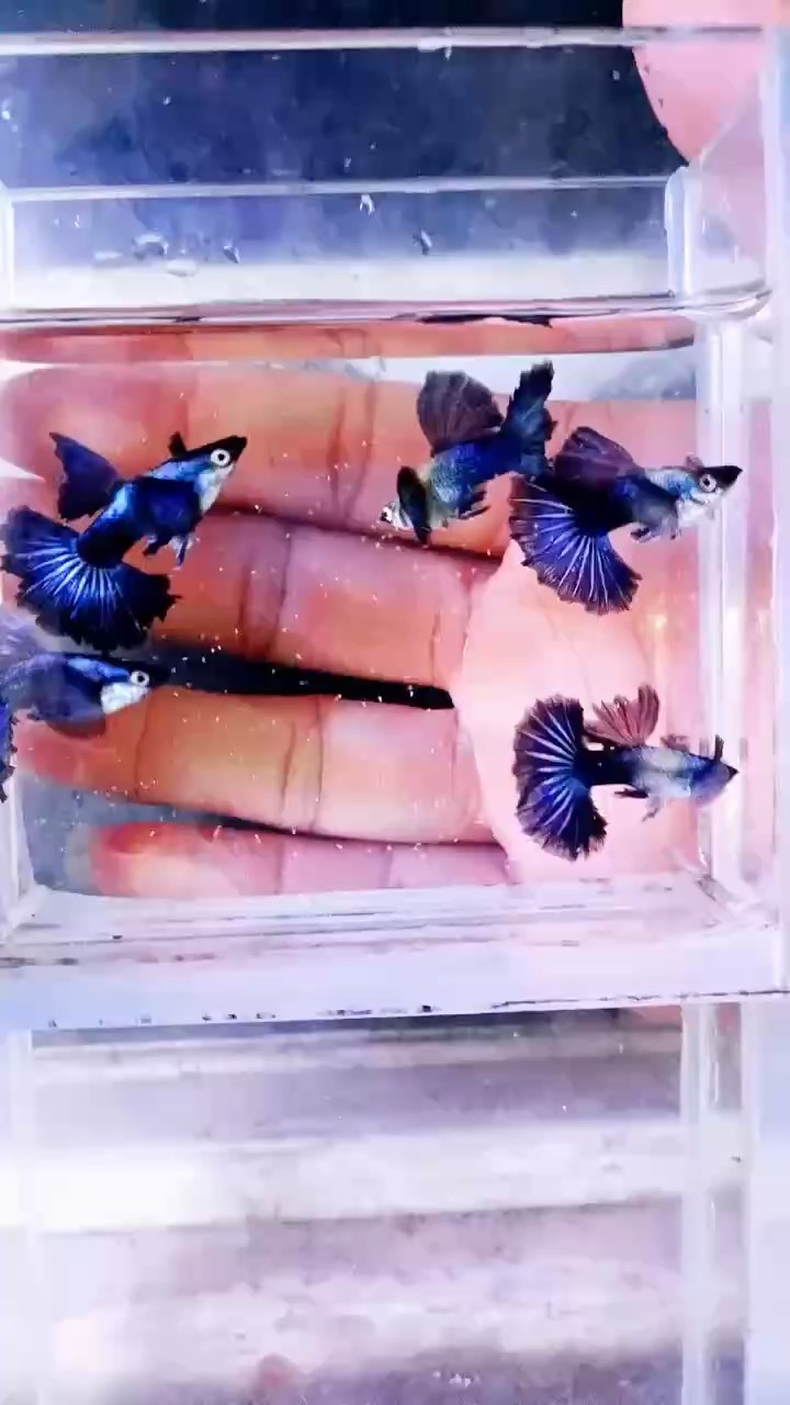 魚缸過濾器選購指南:自制魚缸過濾器魚缸上置過濾器對于養(yǎng)魚愛好者的必備知識 紫羅蘭孔雀魚 越南#孔雀魚#稀有孔雀魚#高端孔雀魚 龍魚論壇 紫羅蘭孔雀魚 越南#孔雀魚#稀有孔雀魚#高端孔雀魚 紫羅蘭孔雀魚 越南#孔雀魚#稀有孔雀魚#高端孔雀魚 龍魚論壇