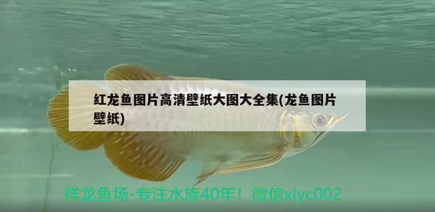 紅龍魚圖片高清壁紙大圖大全集(龍魚圖片壁紙) 紅龍魚圖片高清壁紙大圖大全集(龍魚圖片壁紙) 金龍魚百科