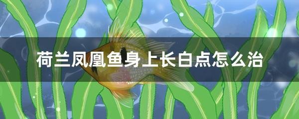 鯉魚擺設嘴朝哪個方向，風水寓意與擺放指南
