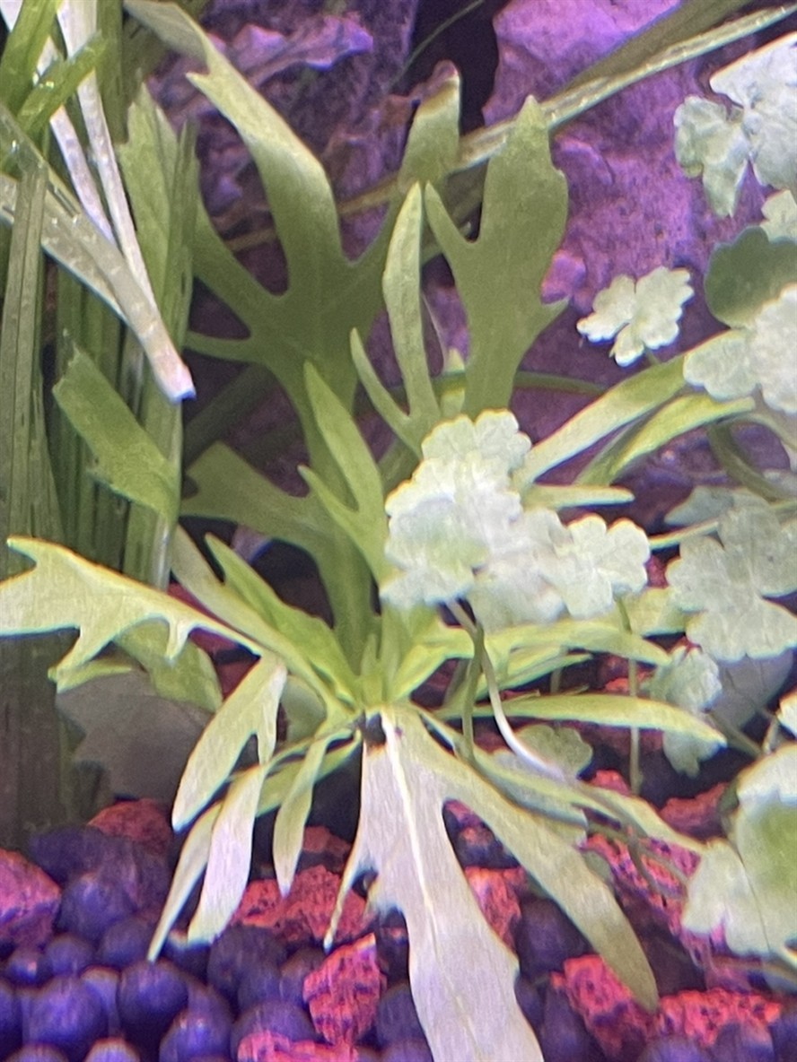 這是什么水草大佬們