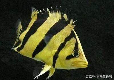 虎魚的生長速度是多少：虎魚生長速度是多少 虎魚的生長速度是多少：虎魚生長速度是多少 虎魚百科 第3張