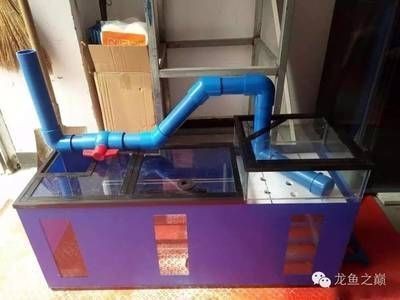 哪里有小魚缸賣啊（哪里有小魚缸賣啊）