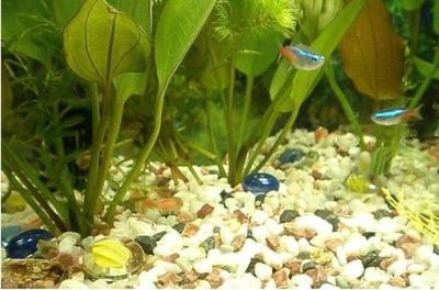 哪里有小魚缸賣啊（哪里有小魚缸賣啊） 哪里有小魚缸賣啊（哪里有小魚缸賣啊） 觀賞魚百科 第2張