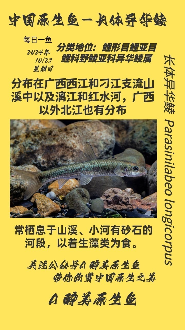 長體異華鯪