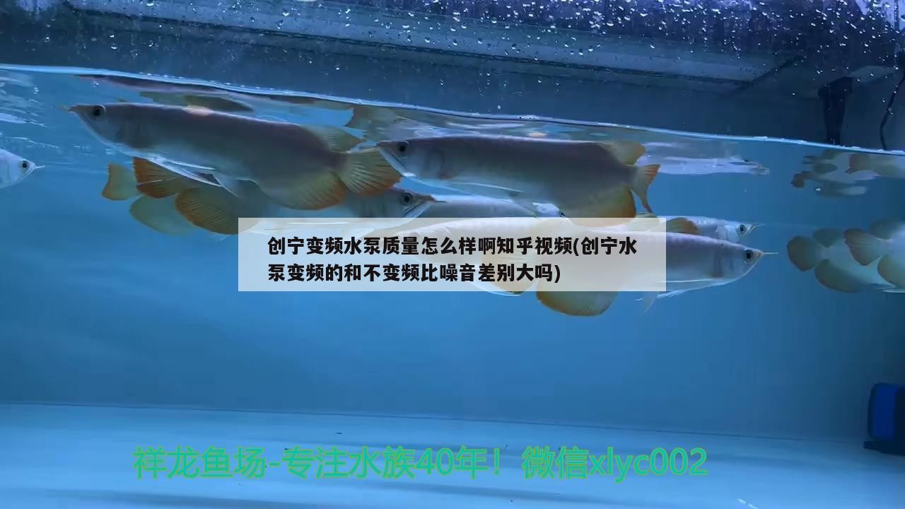 創寧變頻水泵質量怎么樣啊知乎視頻(創寧水泵變頻的和不變頻比噪音差別大嗎)