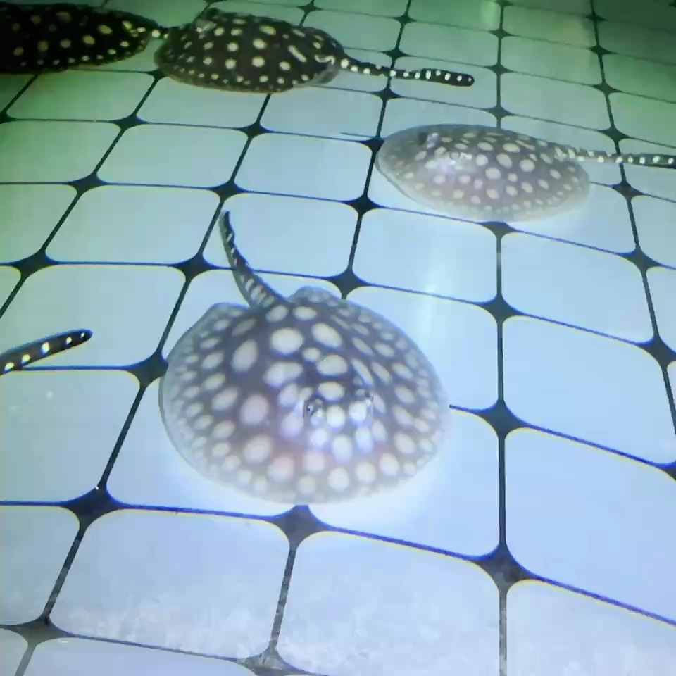 魚缸過濾器選購指南:自制魚缸過濾器魚缸上置過濾器對(duì)于養(yǎng)魚愛好者的必備知識(shí) 1388純血皇冠 龍魚論壇 1388純血皇冠 1388純血皇冠 龍魚論壇