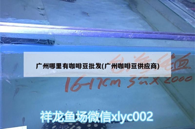 廣州哪里有咖啡豆批發(廣州咖啡豆供應商) 廣州哪里有咖啡豆批發(廣州咖啡豆供應商) 馬來西亞咖啡