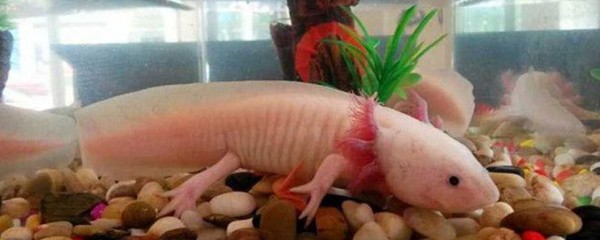 冷水觀賞魚有哪些品種？全面解析適合冷水養殖的觀賞魚