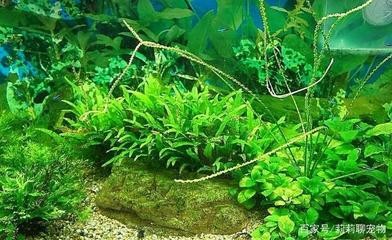 累了看魚，心情說說短句，在游弋中找回寧靜 累了看魚，心情說說短句，在游弋中找回寧靜 龍魚百科 第2張