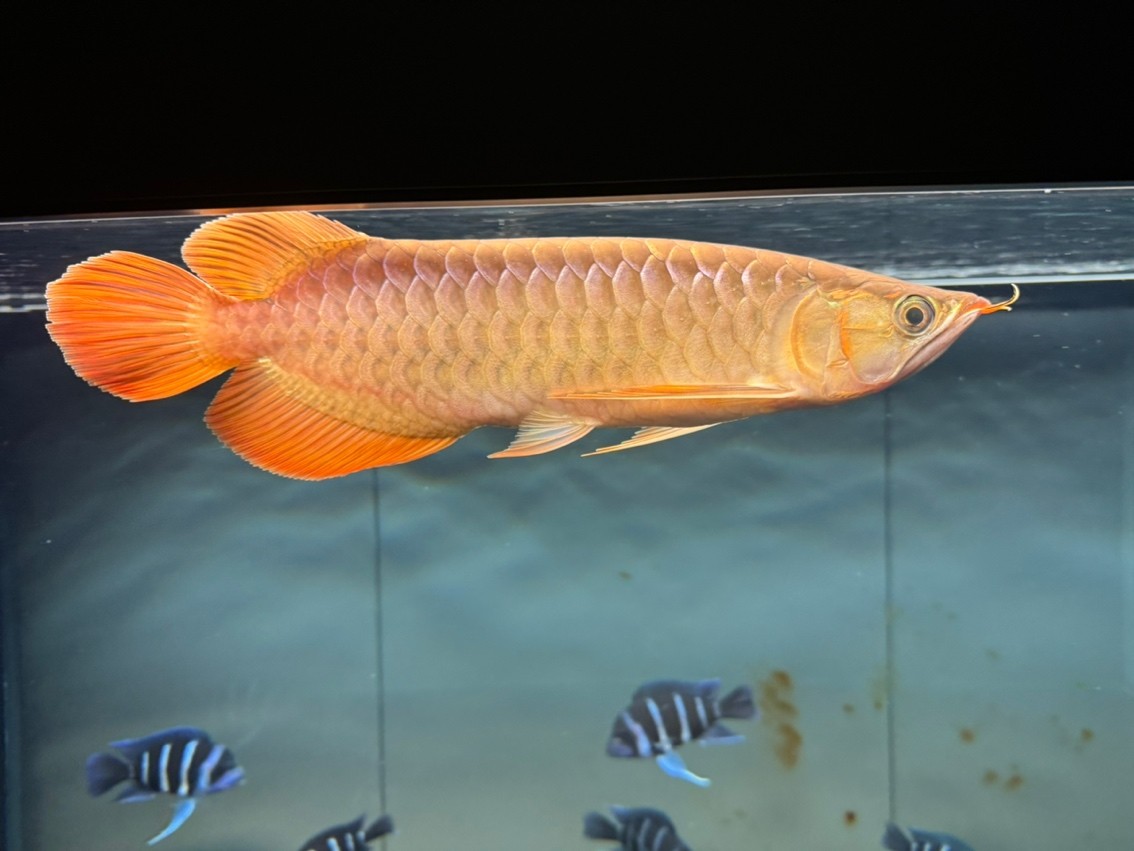 鰓蓋慢慢發色，體長32-33cm