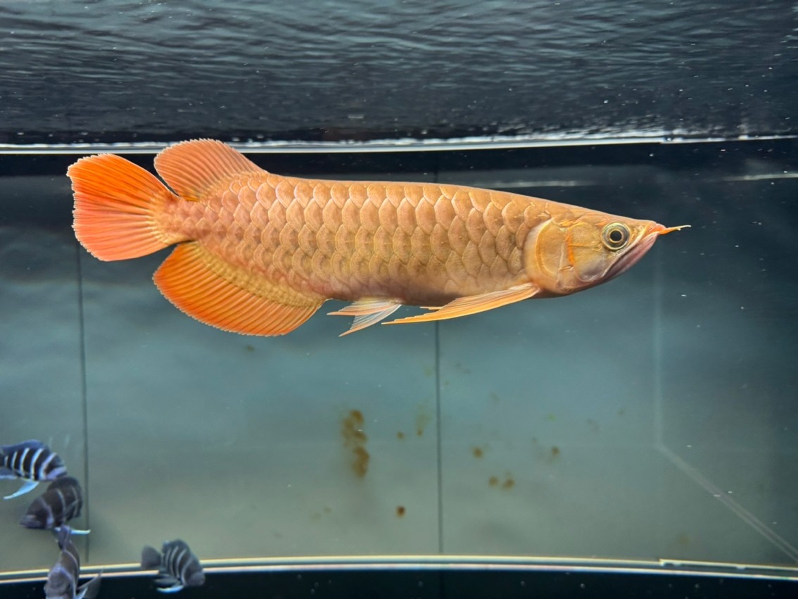 鰓蓋慢慢發色，體長32-33cm
