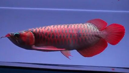 印尼超血紅龍魚帶證書價格：關(guān)于印尼超血紅龍魚帶證書的價格詳情印尼超血紅龍魚飼養(yǎng)技巧分享