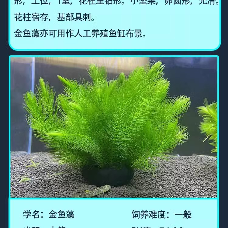 雷龍魚戰斗力排行,誰是水族箱中的霸主? 龍魚百科 第3張 雷龍魚戰斗力排行,誰是水族箱中的霸主? 雷龍魚戰斗力排行,誰是水族箱中的霸主? 龍魚百科 第3張