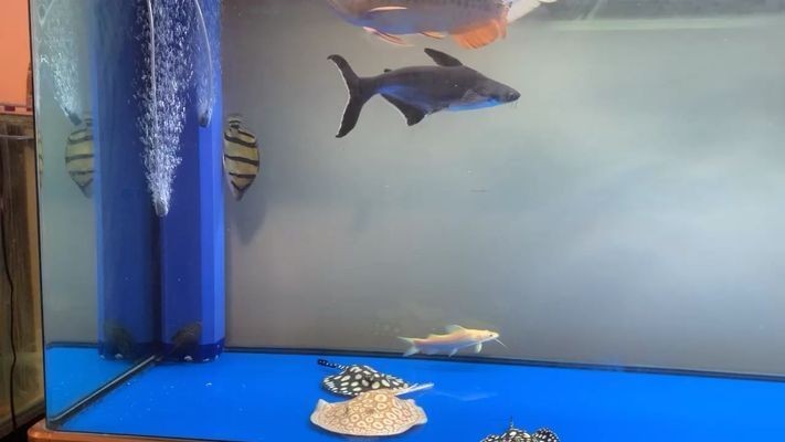 過背金龍魚10多斤能長多大呢怎么回事：如何判斷過背金龍魚健康