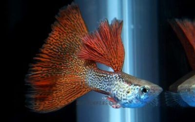 新版泰虎多少錢一輛：\"新版泰虎多少錢一輛\"的信息