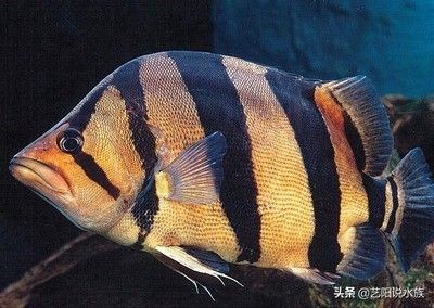 新版泰虎多少錢一輛：\"新版泰虎多少錢一輛\"的信息