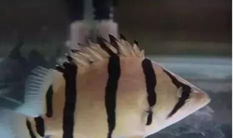 印尼虎魚暴斃原因有哪些方面：印尼虎魚暴斃的原因有哪些印尼虎魚暴斃的原因有哪些