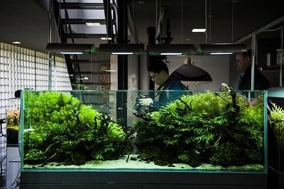 ada水族中文官網ada水族中文官網ada華旗水族：ada水族水草造景公司