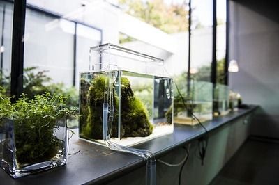 ada水族中文官網ada水族中文官網ada華旗水族：ada水族水草造景公司
