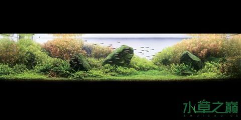 ada水族中文官網ada水族中文官網ada華旗水族：ada水族水草造景公司